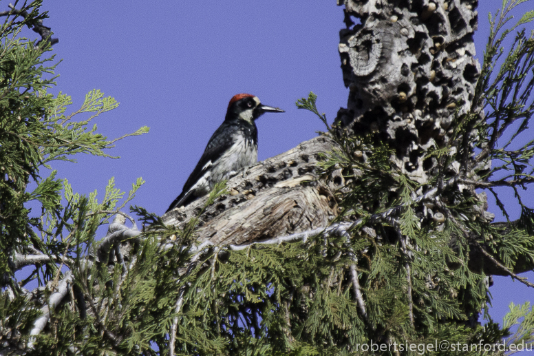 woodpecker